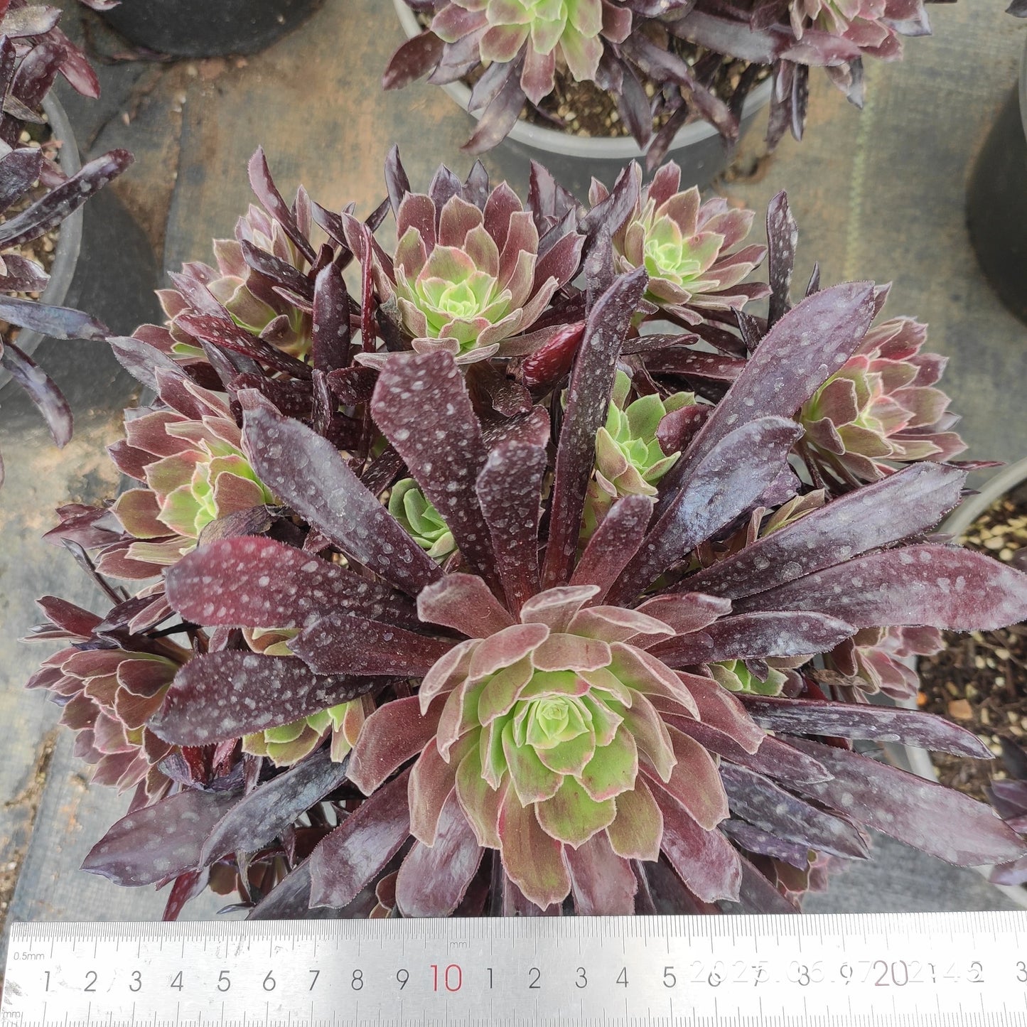 GDX014 レッド　フライ（23cm pot）