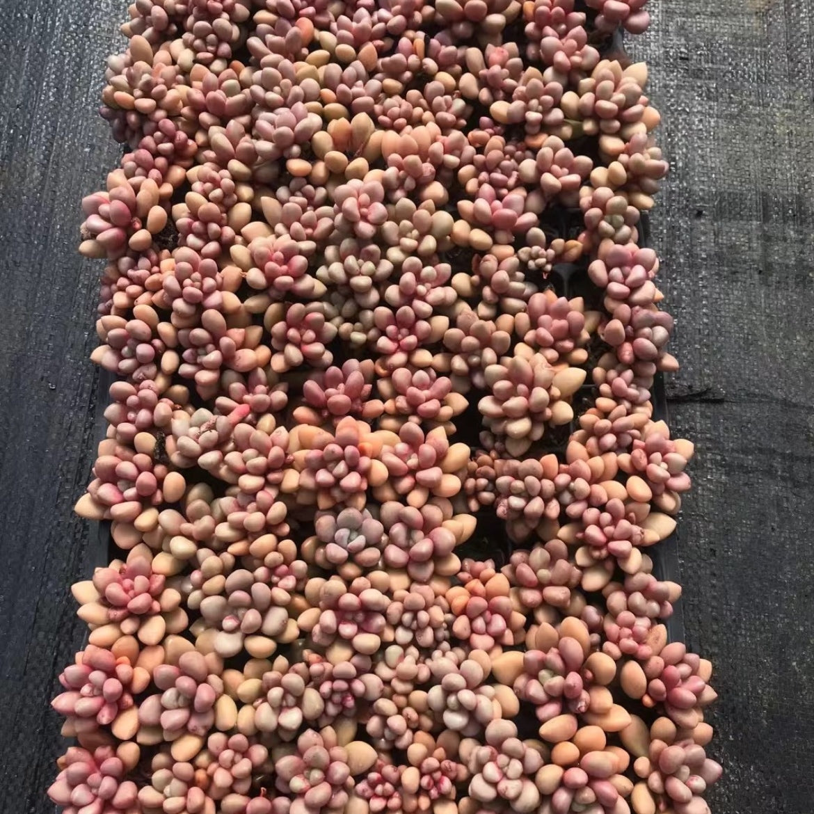 23377 アバンギャルド（3cm pot）（ポット苗）