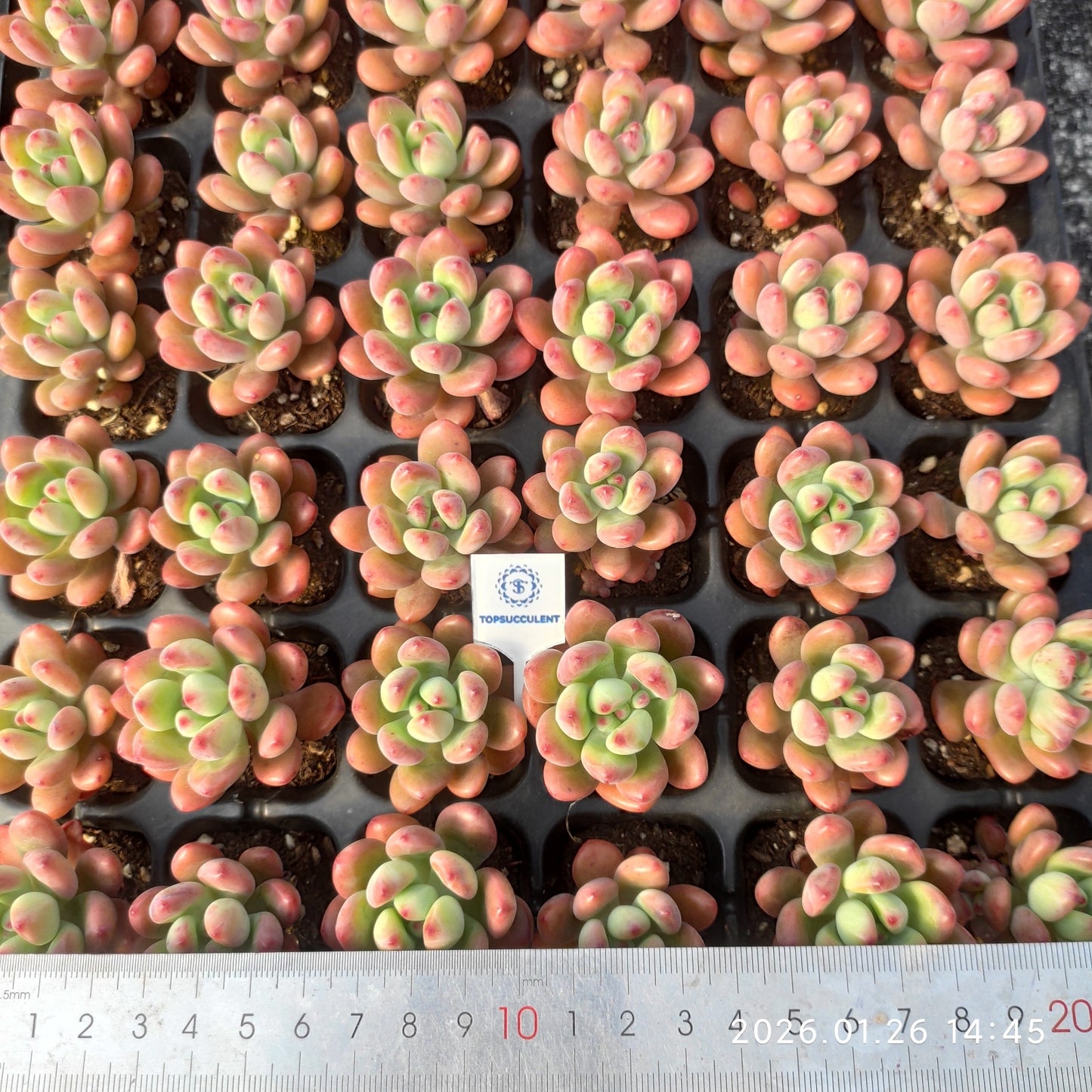 25540 ピンク スプラウト