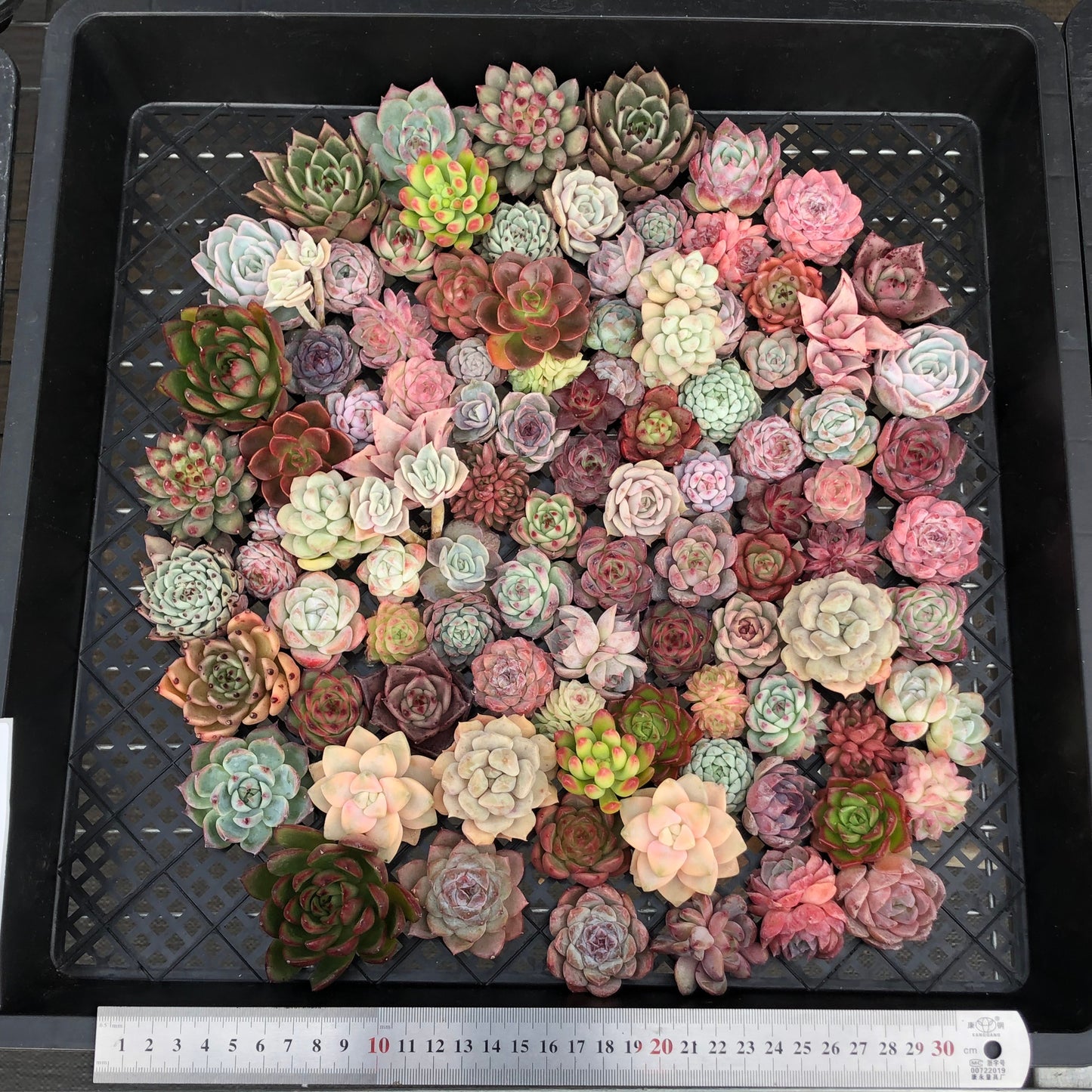 17856 ミックス苗 (穴トレー苗) 04