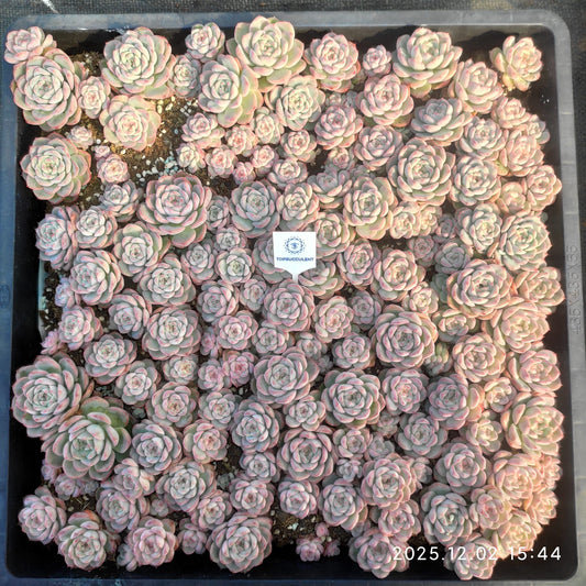 23033 シルーエットHyb（ポット苗）