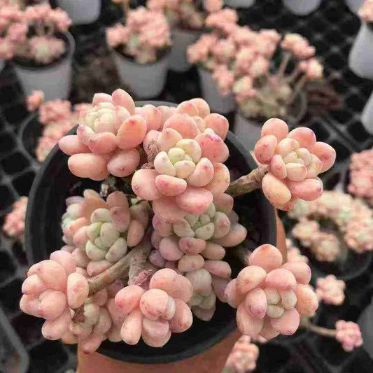 23564 クラバツム（10cm pot）