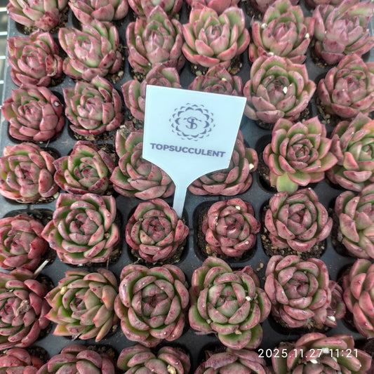 22401 チリアン（3cm pot）（ポット苗）