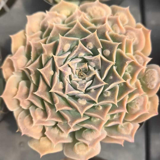 25799 ギロドロップス