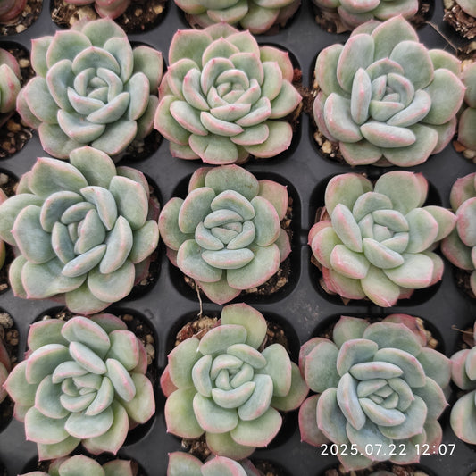 RC121 アマビルHyb（3cm pot）