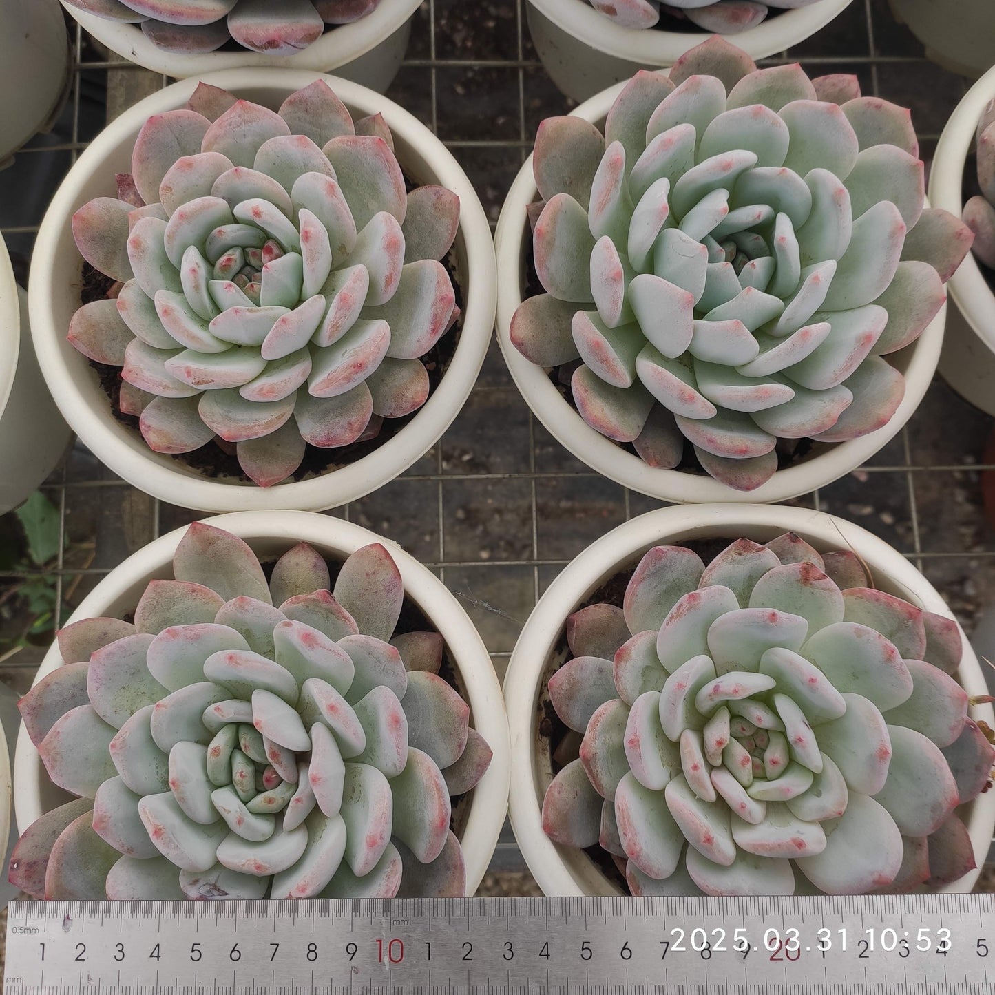 ZAJ052 オレンジモンロー（12cm pot）