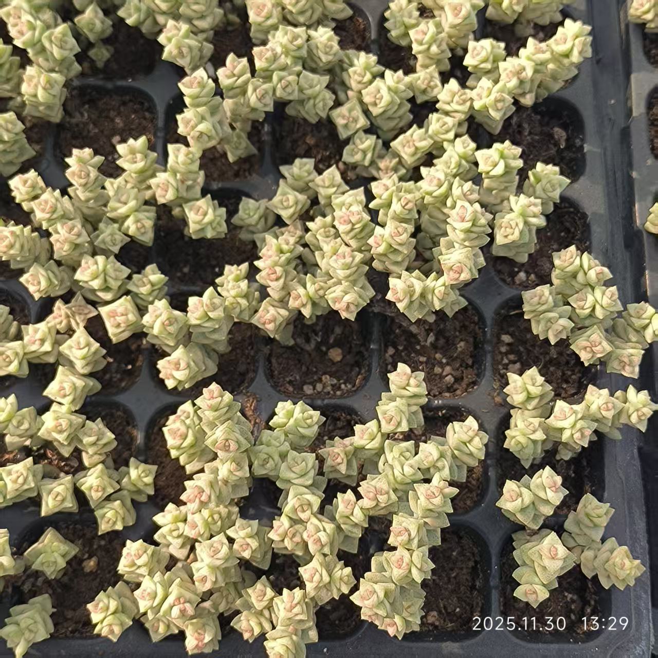 22917 クラッスラ・パステル（3cm pot）（ポット苗）