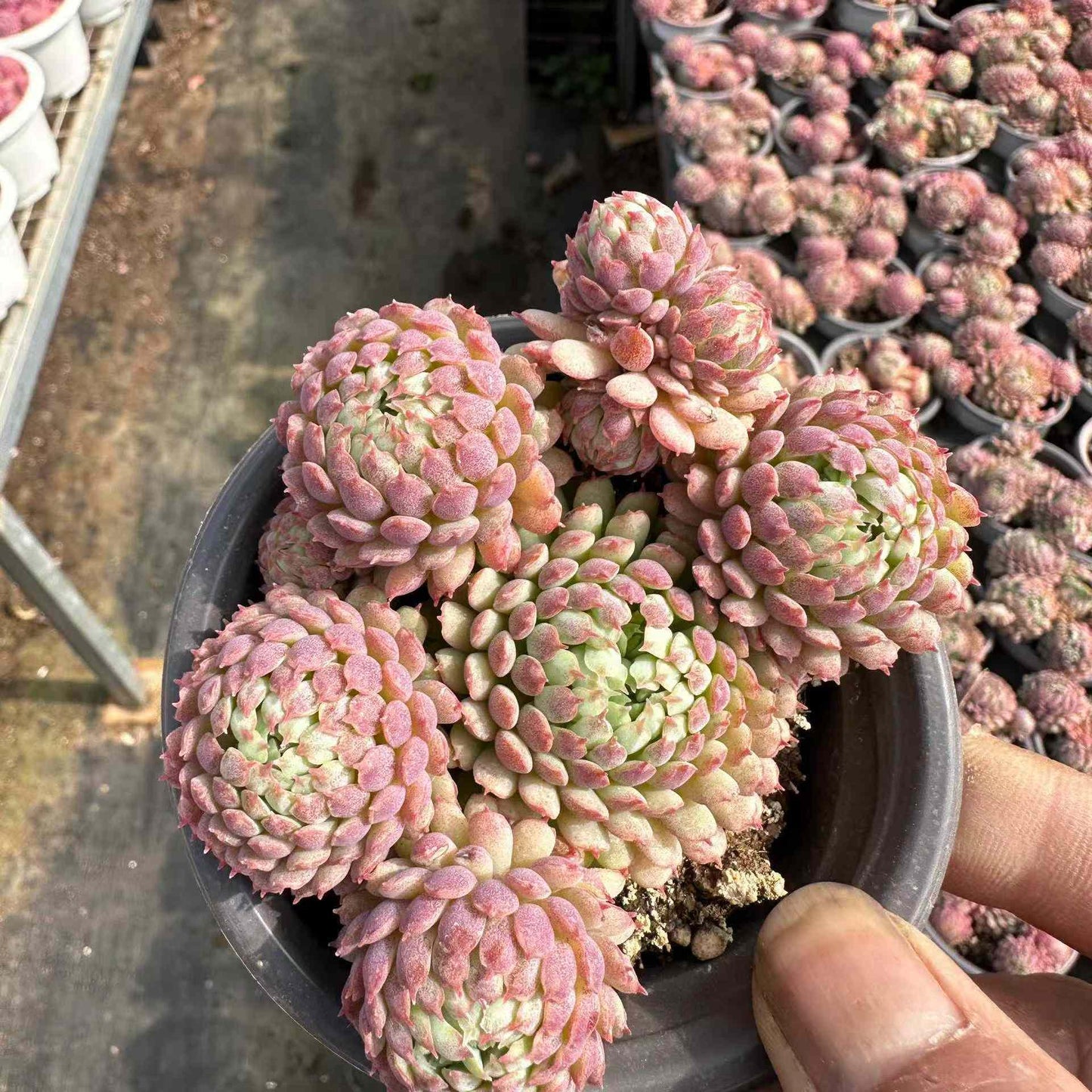 24339 グロブローサ