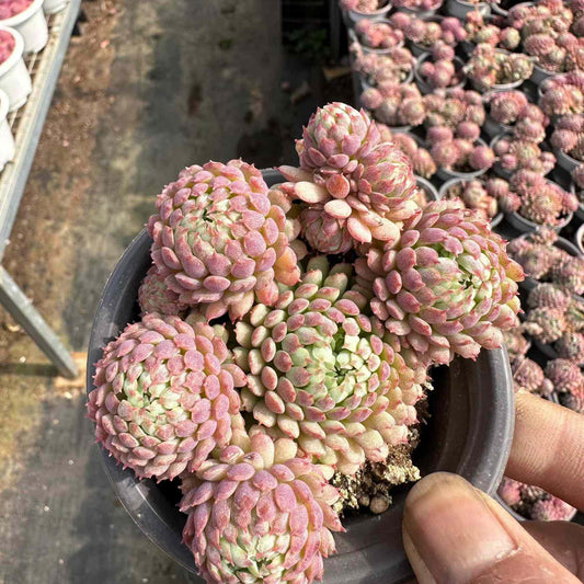 24339 グロブローサ