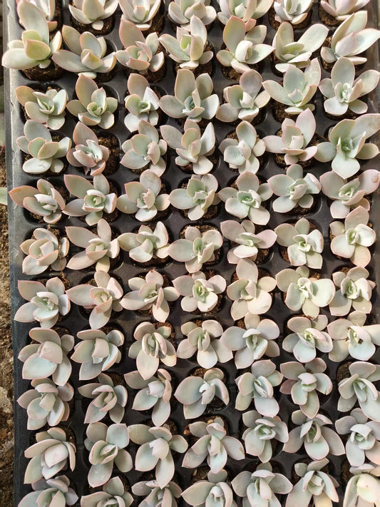 XS1112 カンテ （3cm pot）