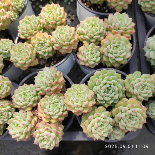 QN862 パンダフェイス（9cm pot）