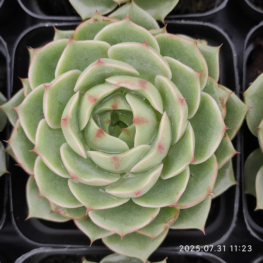 MMT531 ベンバディス（7cm pot）