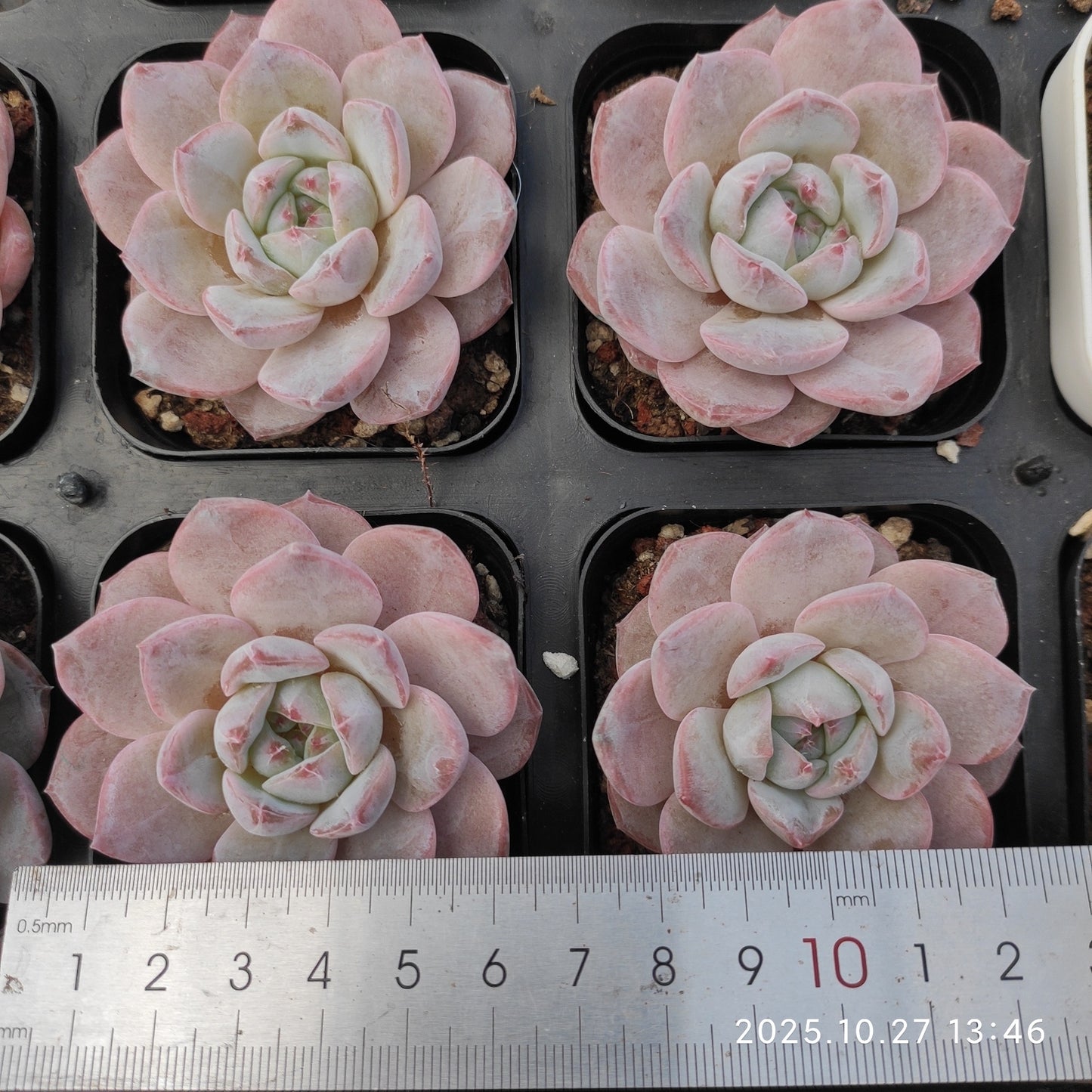 HG131 モンローHyb（7cm pot）