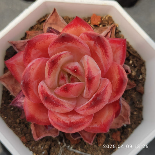 YBB211 ラブバードズ（50cm pot）