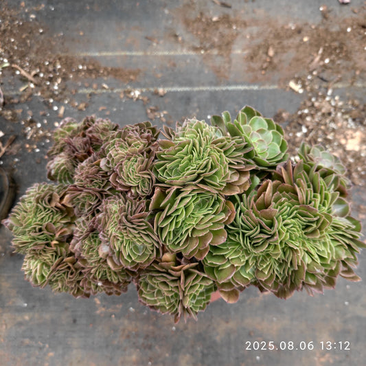 BC024 アエオニウム　ハロウィン綴化（17cm pot）