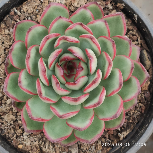 THH046 マールボロ（16cm pot）