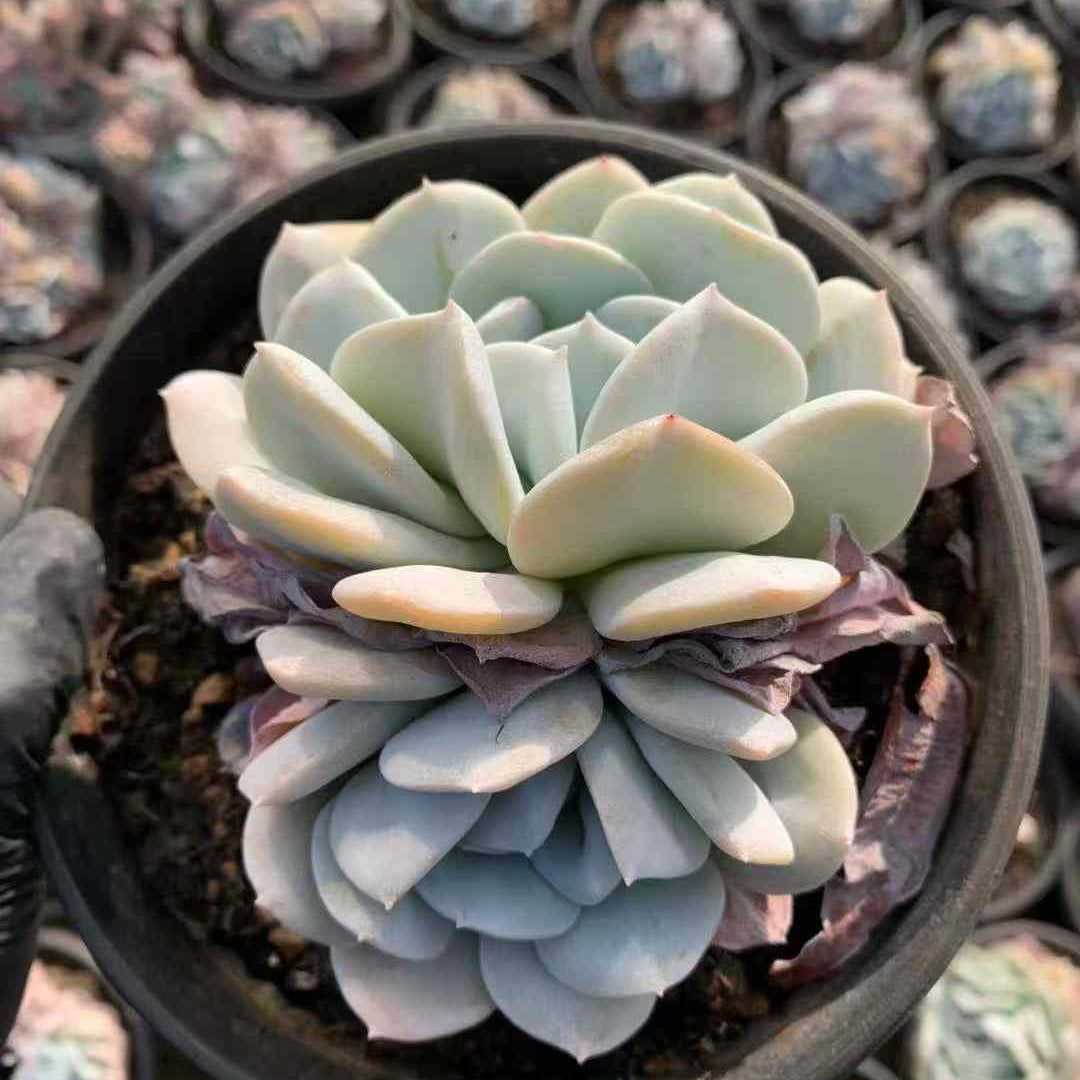 26201 エキゾチック