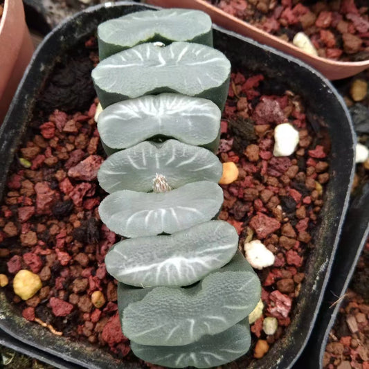 CS069 シ一スル一 (7cm pot)