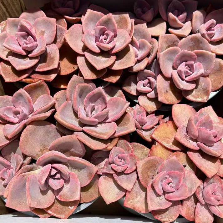 22941 レインボーシュガー