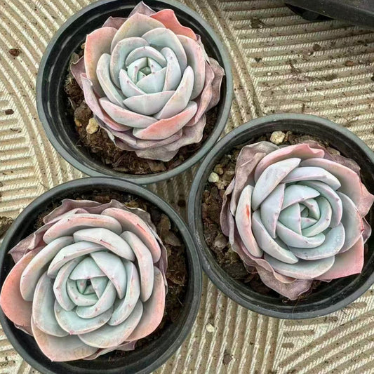 22562  ブレランド（9cm pot）