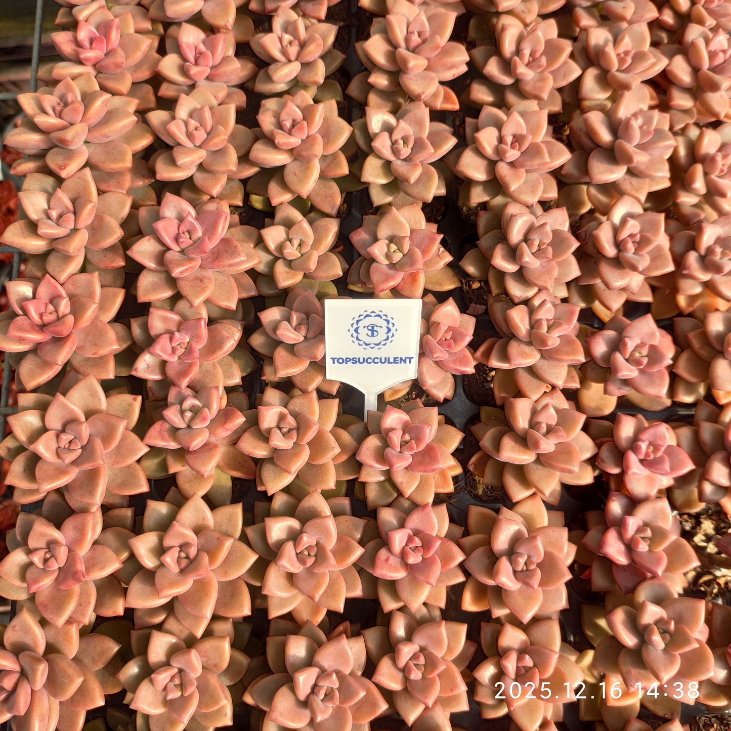 23535 ブロンズ（3cm pot）