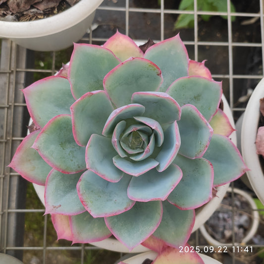 ZAJ058 ブルーライト（18cm pot）