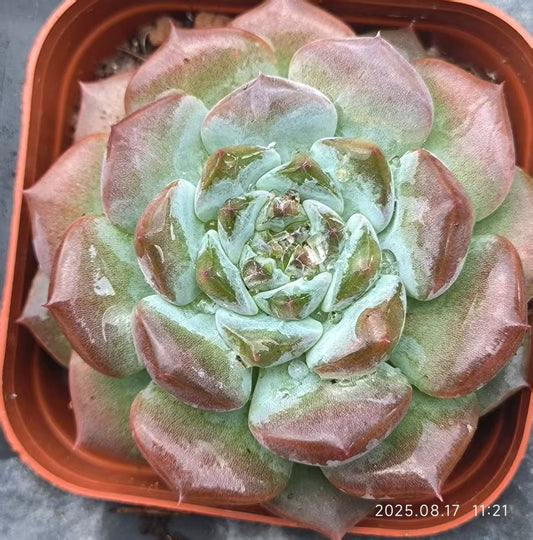 DX084 チェリージャム（6.5cm pot）