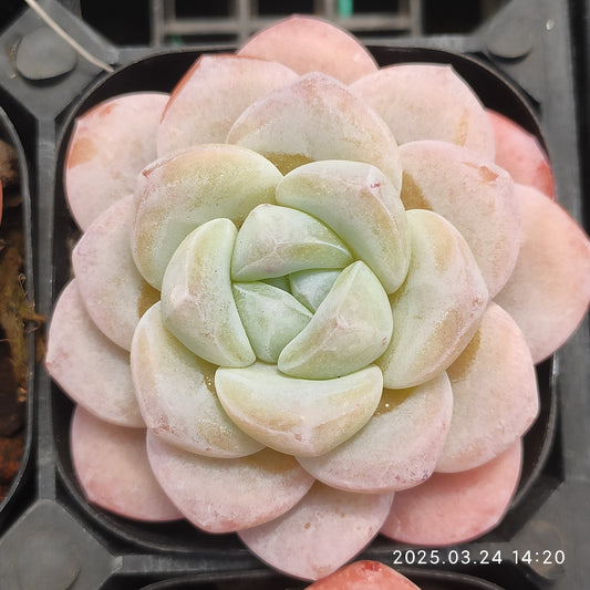 MMY921 ピンクアレックス x アイスグリーン(6.3cm pot)