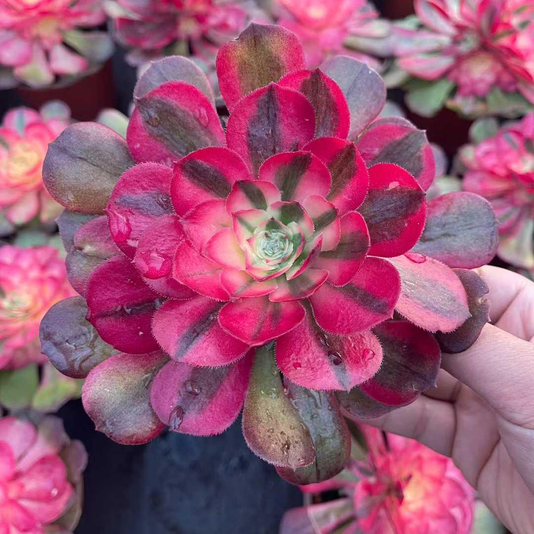 25316 オブシディアン フレイム