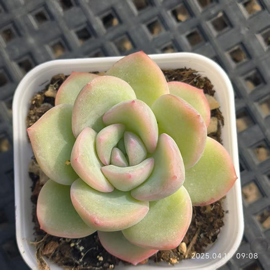 RDD282 アマビレ (6.5cm pot)