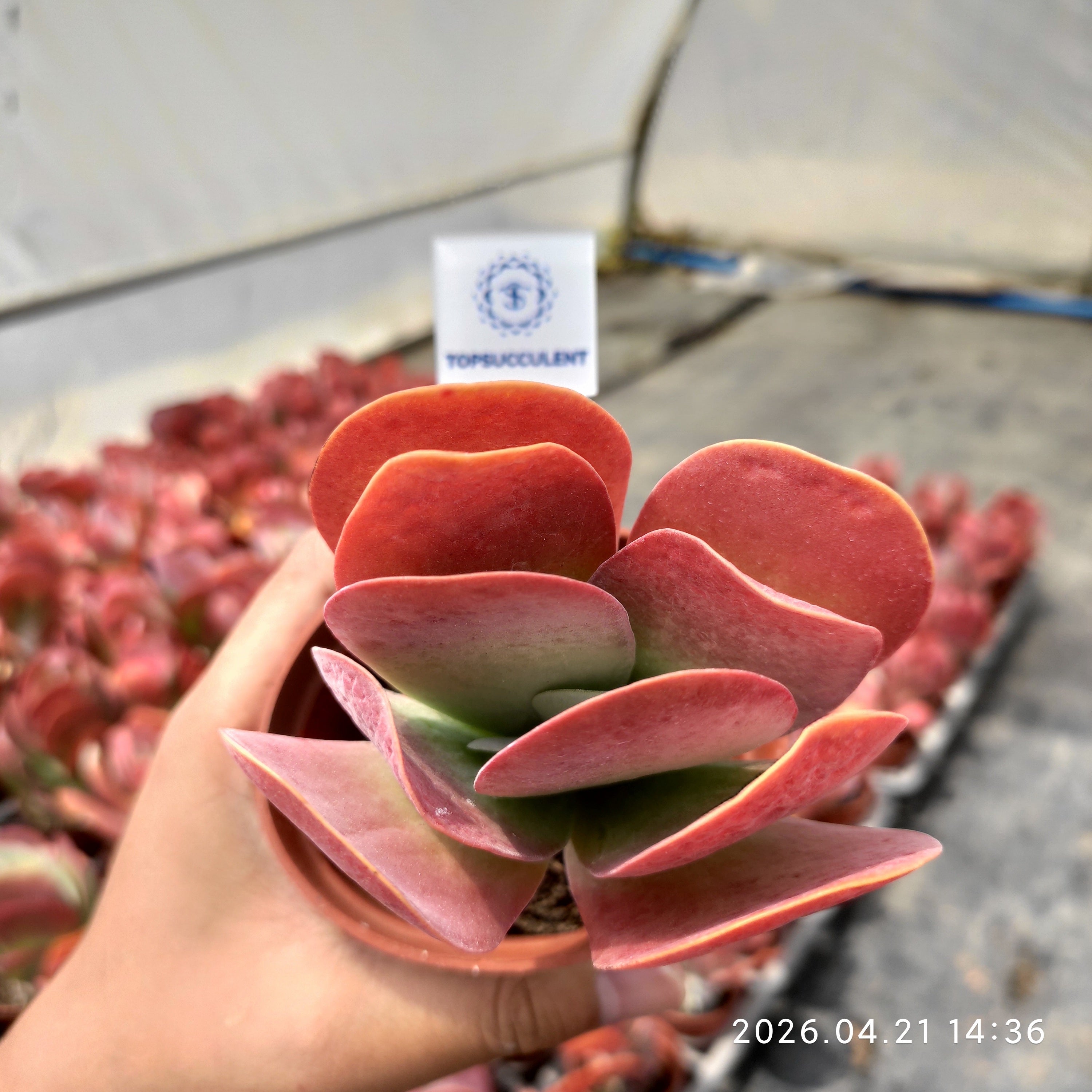 商品一覧 – Top Succulent®