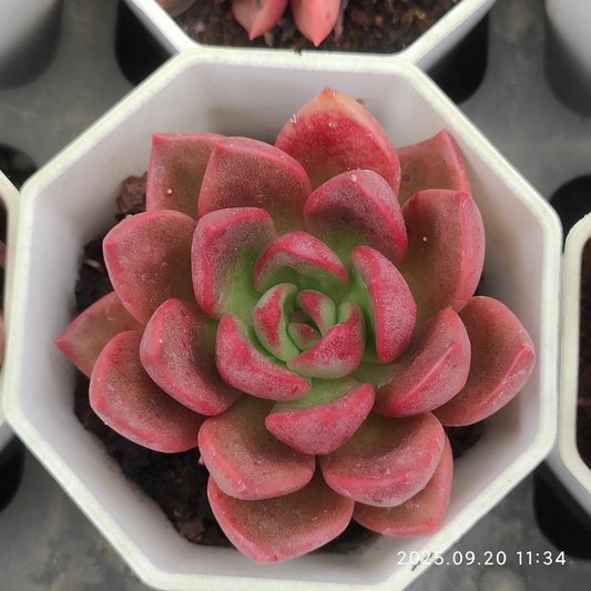 DQ149 シャーロットガーデン（7cm pot）