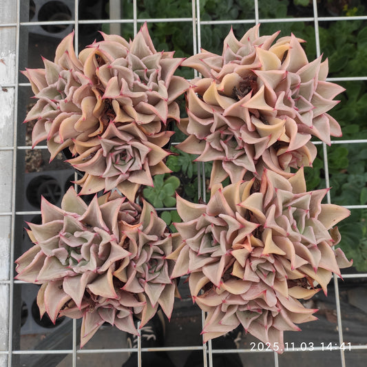 18477 マディバ（11cm pot）