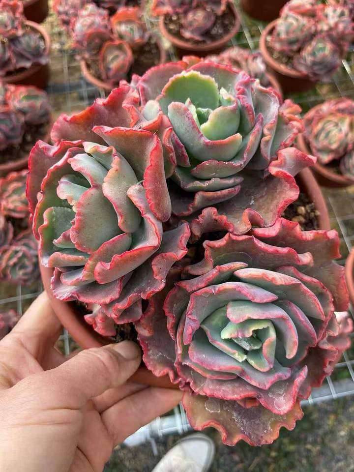 26601 メリディアン