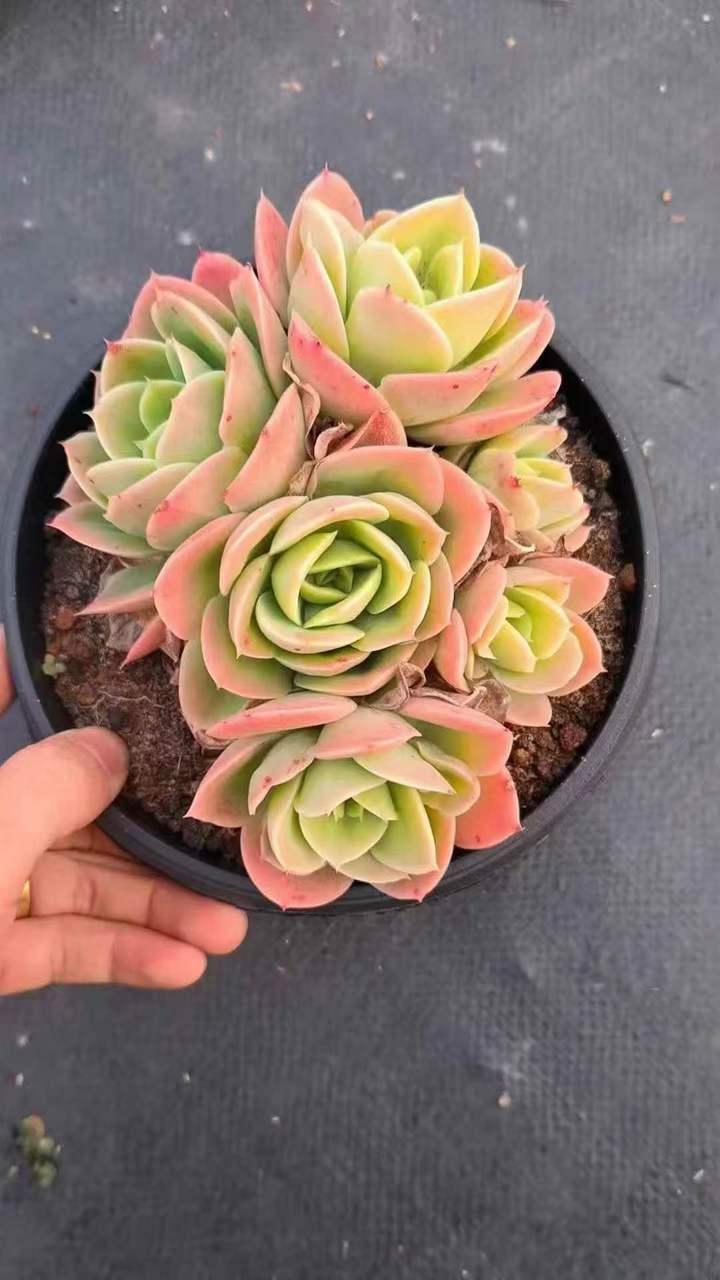 263281 スタータナ