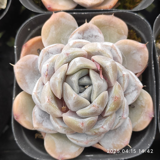 QN243 タイニーバーガー（7cm pot）