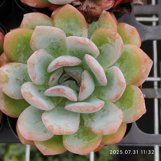 MMT528 スターマーク（7cm pot）
