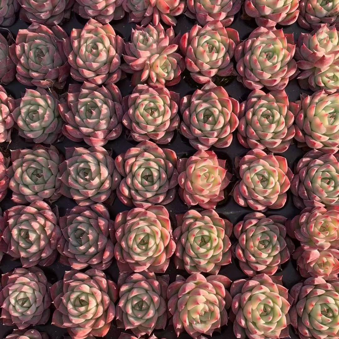 23438 ピンククリスタルローズ（3cm pot）（ポット苗）