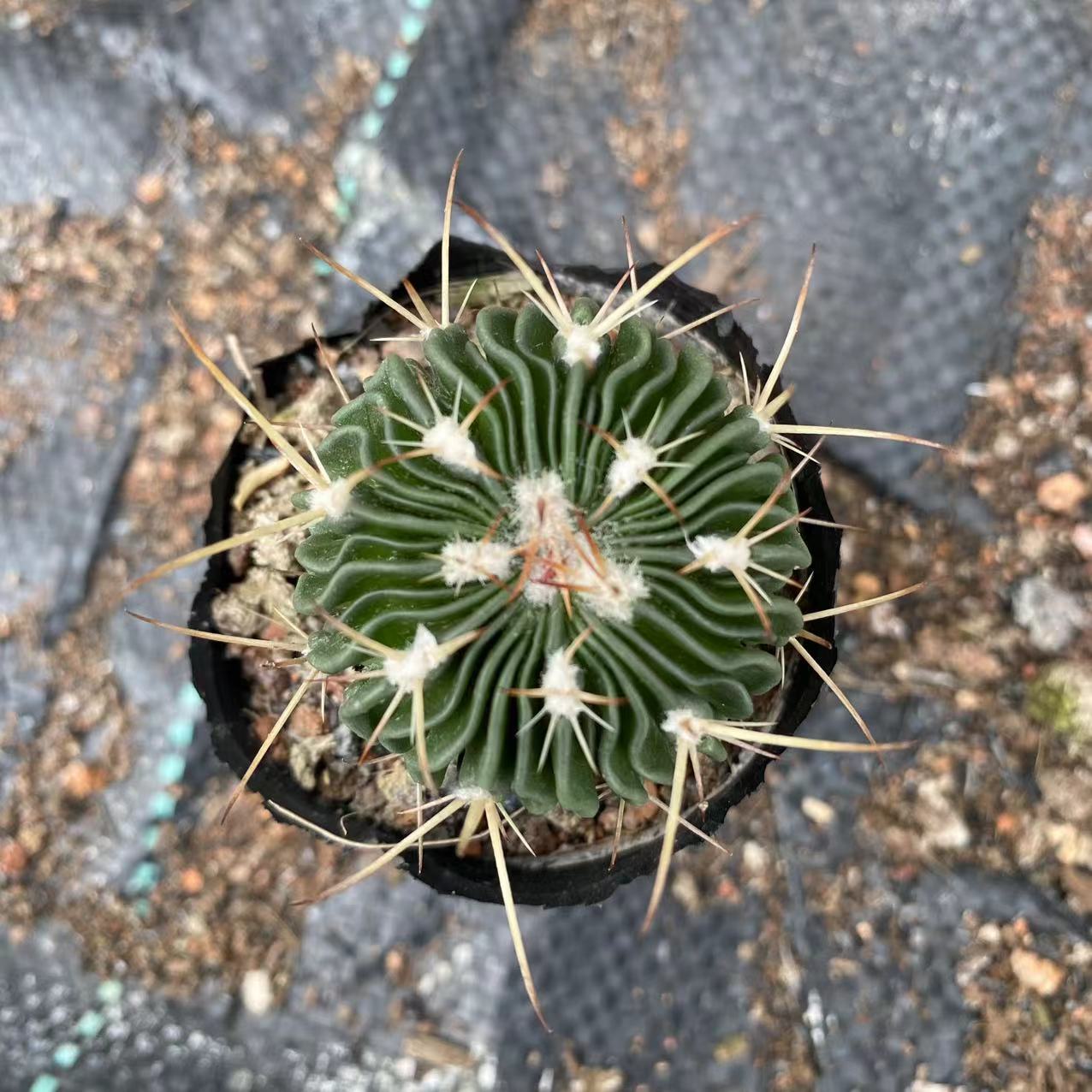 ZL215 千波万波 (4cm pot)