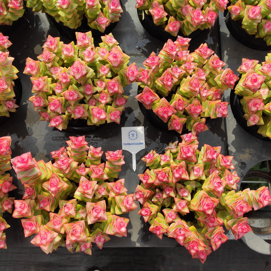 24513 星の王子薬錦