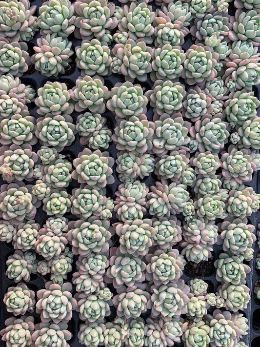 25415 スモールピーチ