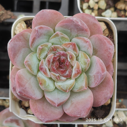 XQ956 アイス（7cm pot）