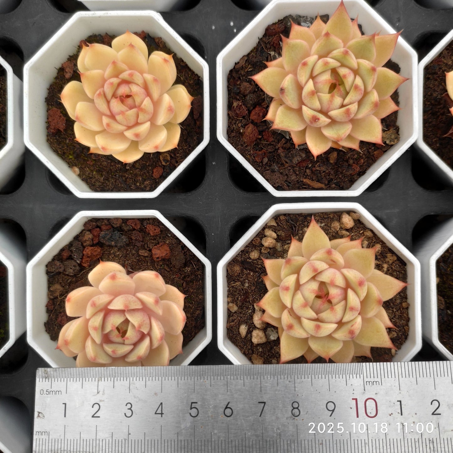 YBB011 ベンバディス（7cm pot）