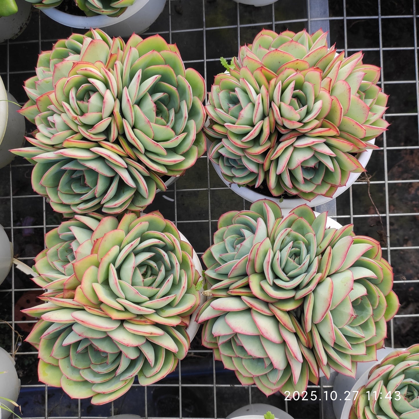 21296 モダンジェオン（18cm pot）