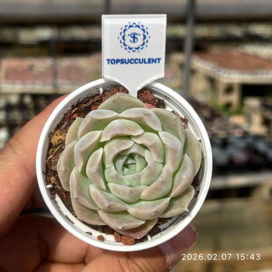 22873 ヒューミリス