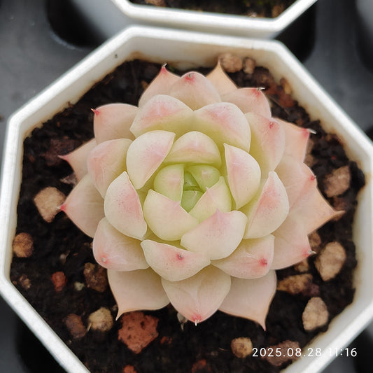 YBB088 クイーンオブピーチ(7cm pot)