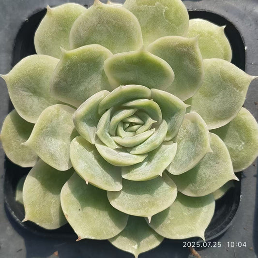 GR407 オンスロー（6.5cm pot）