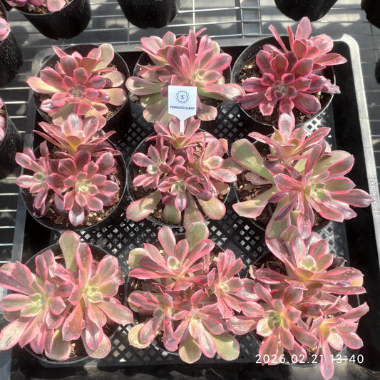 26096 ウォッシュ　シルク