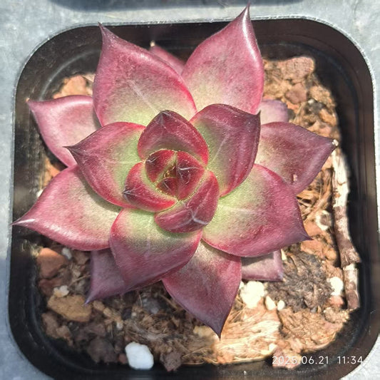 ZYP074 ロカ（6.5cm pot）