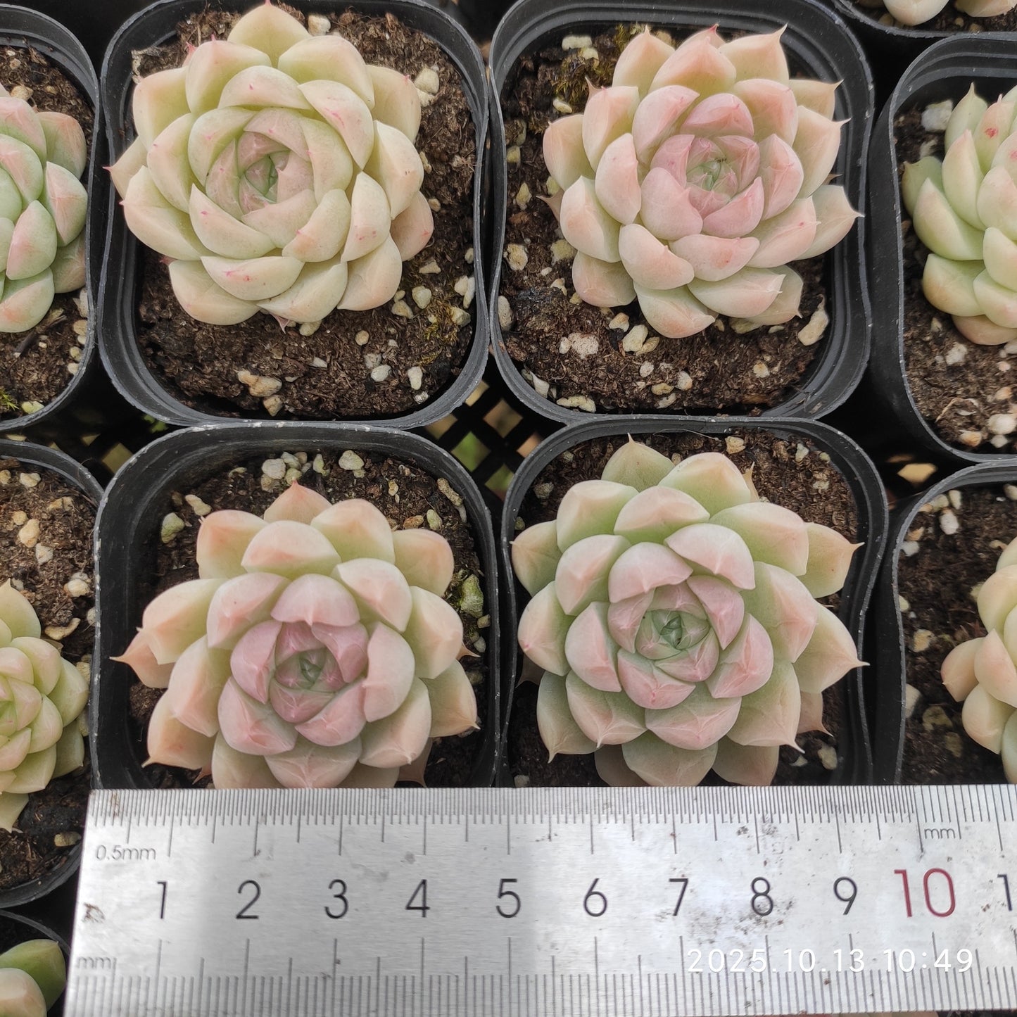 QN775 クイーンローズ（6.5cm pot）